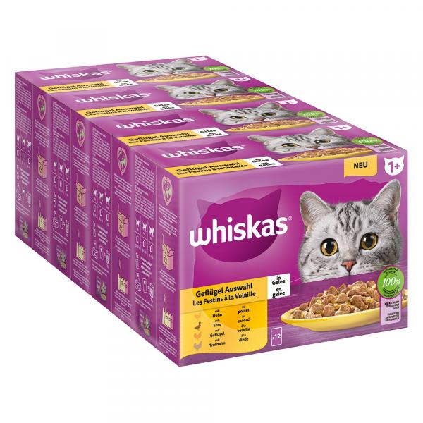 Pakiet Whiskas 1+ Adult, saszetki, 48 x 85 g - Wybór dań drobiowych w galarecie