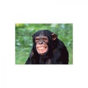 Kartka Chimpanzee Laughing 3D